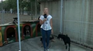 Caine maidanez reportera