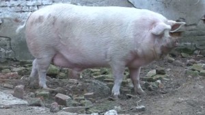 porcul Şoni