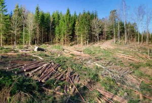 Padure defrisata in Romania (foto: abrudinfo.ro)