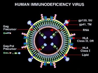 hiv virus