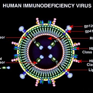 hiv virus